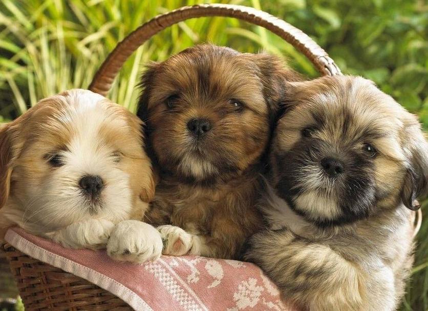 อื่น ๆ รูปภาพ