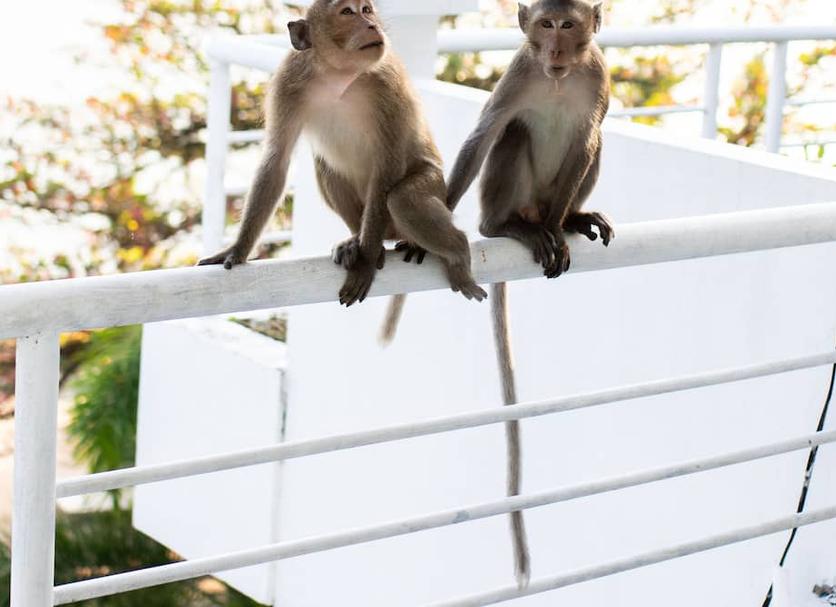 อื่น ๆ รูปภาพ